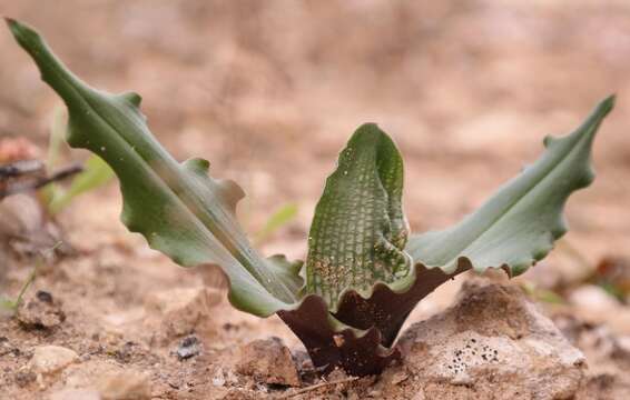 Image de Colchicum albofenestratum