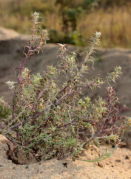 Corispermum marschallii Stev. resmi