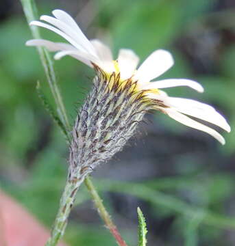 Athrixia heterophylla subsp. heterophylla resmi