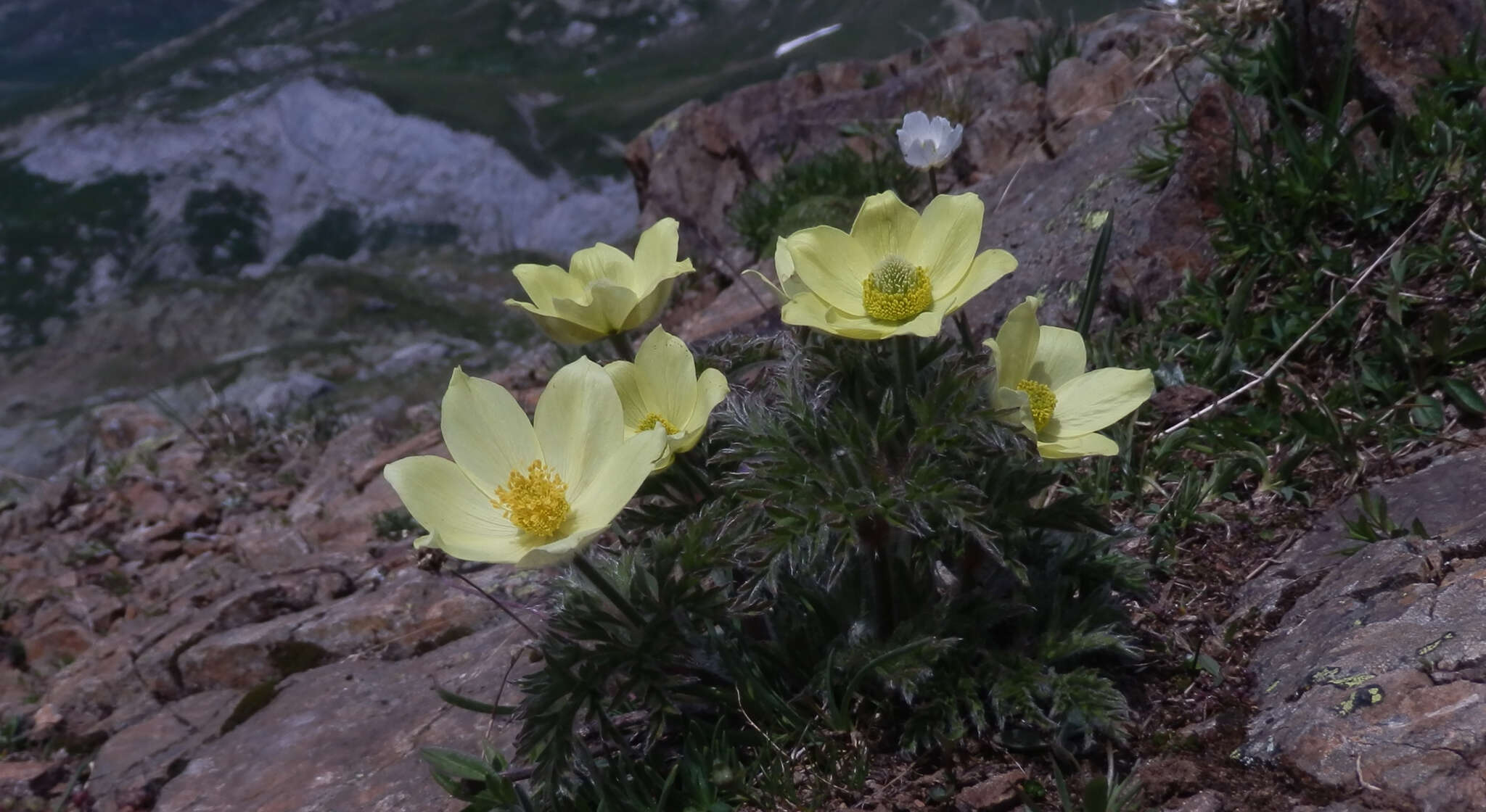 صورة Pulsatilla alpina subsp. apiifolia (Scop.) Nyman