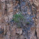 Image of Dianthus furcatus subsp. gyspergerae (Rouy) Briq.