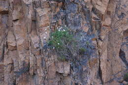 Image of Dianthus furcatus Balbis