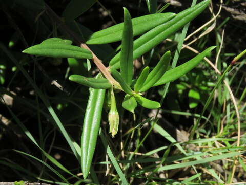 Image of Porcupine-root