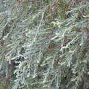 Plancia ëd Salix taxifolia Kunth
