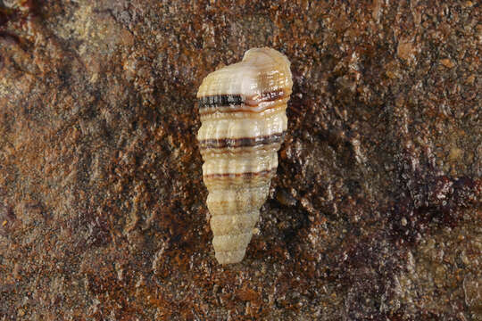 Image of Cerithidea moerchii (A. Adams 1855)