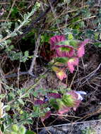 Image of Salvia africana L.