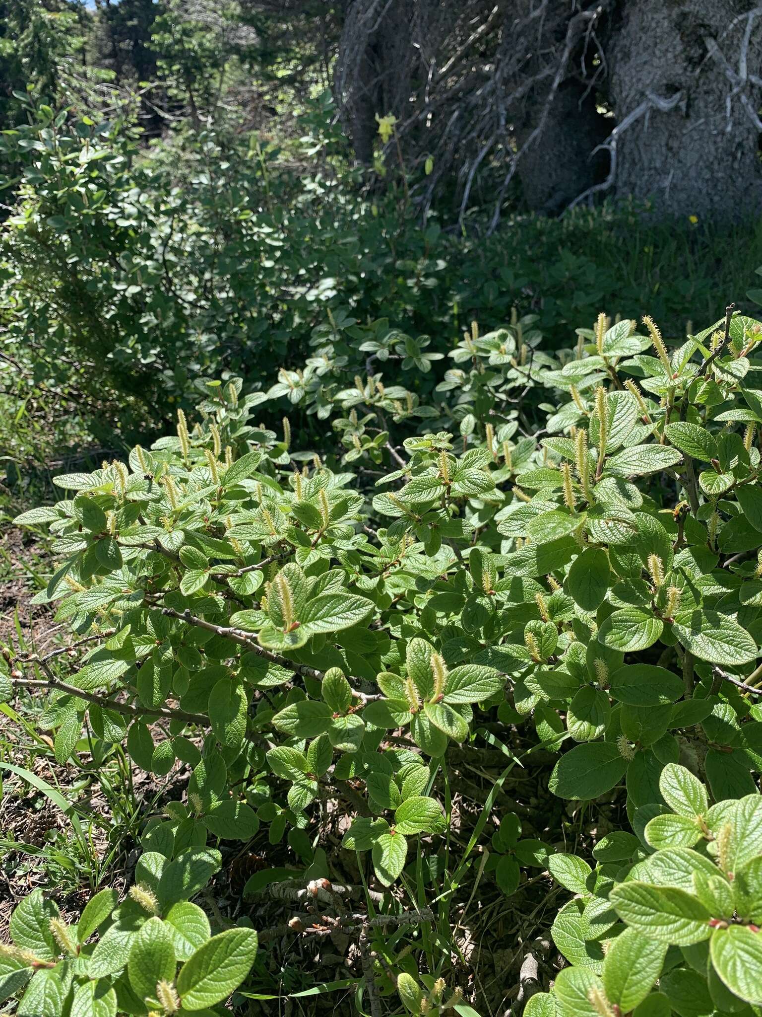 Image of rock willow