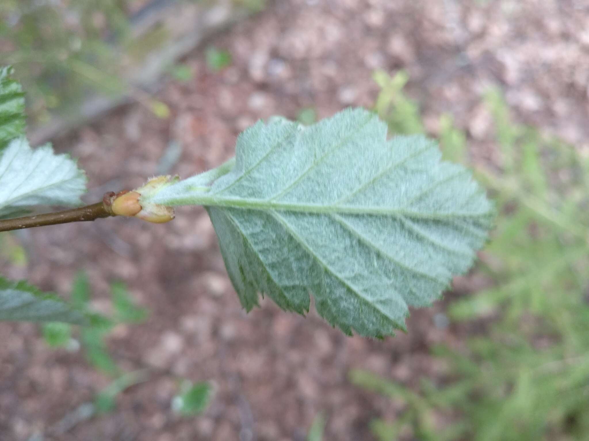 Image of <i>Scandosorbus intermedia</i> (Ehrhart) Sennikov