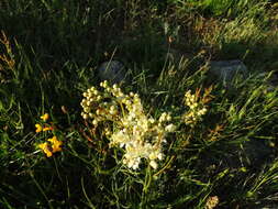 Plancia ëd Filipendula vulgaris Moench