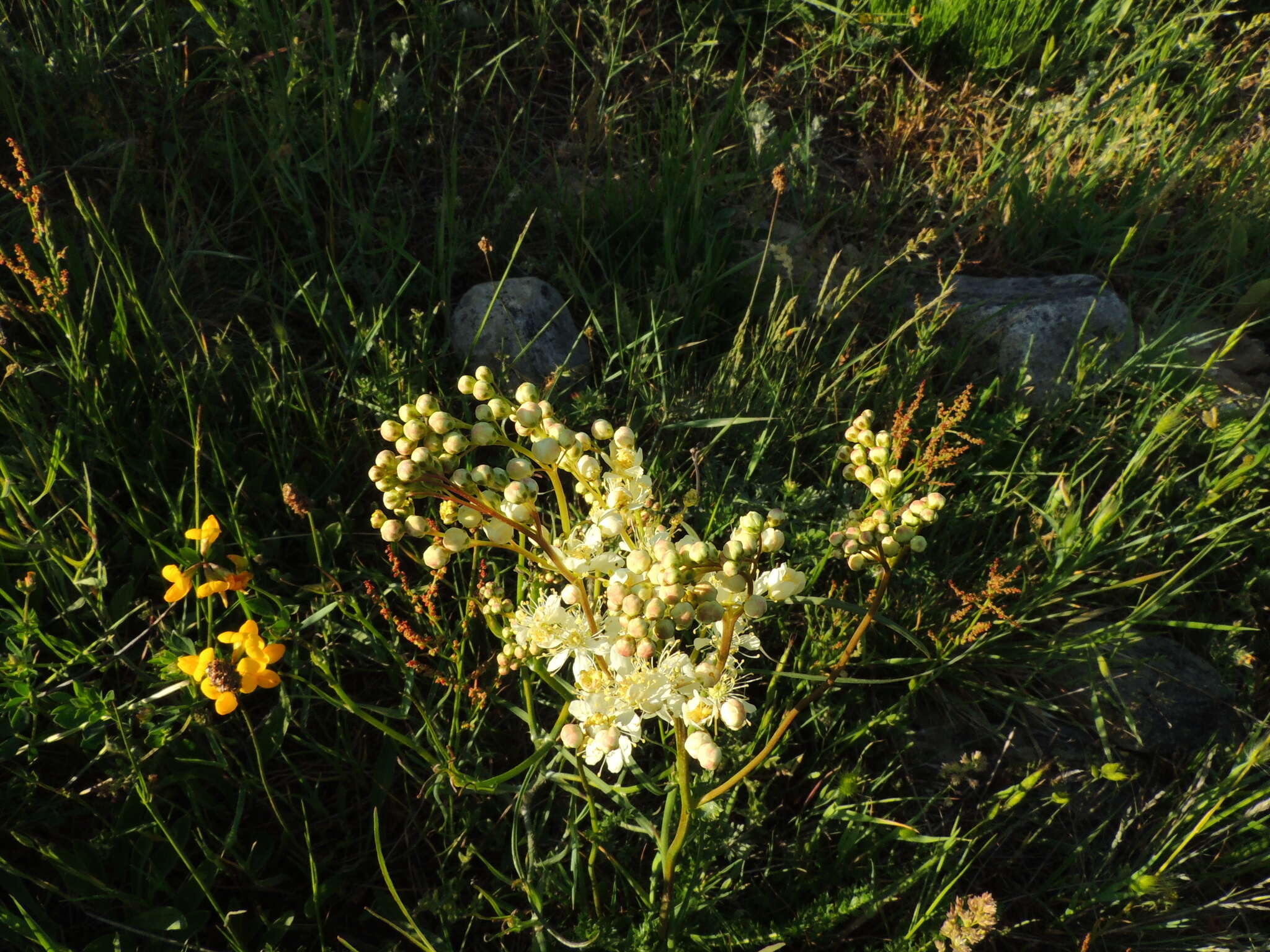 Plancia ëd Filipendula vulgaris Moench