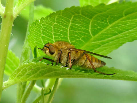 Image of Thereva nobilitata (Fabricius 1775)