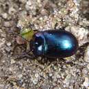 Image of <i>Chrysolina analis</i>