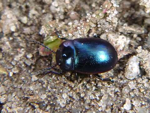 Imagem de <i>Chrysolina analis</i>