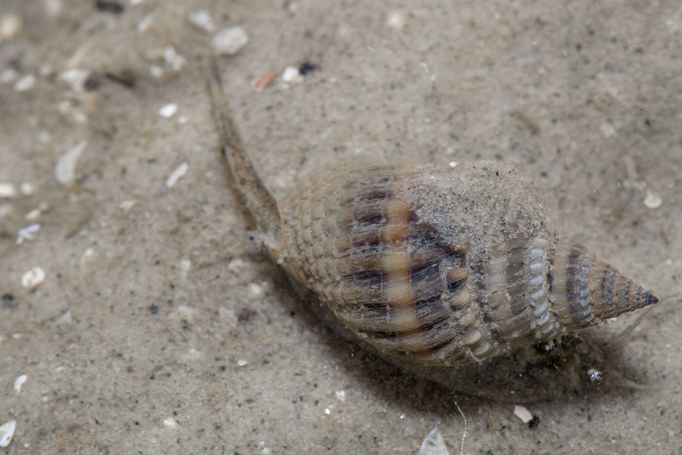 Image of Nassarius livescens (Philippi 1849)