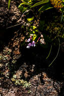 Image of Stenoglottis macloughlinii (L. Bolus) G. McDonald ex J. M. H. Shaw