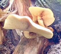 Image of Hemipholiota