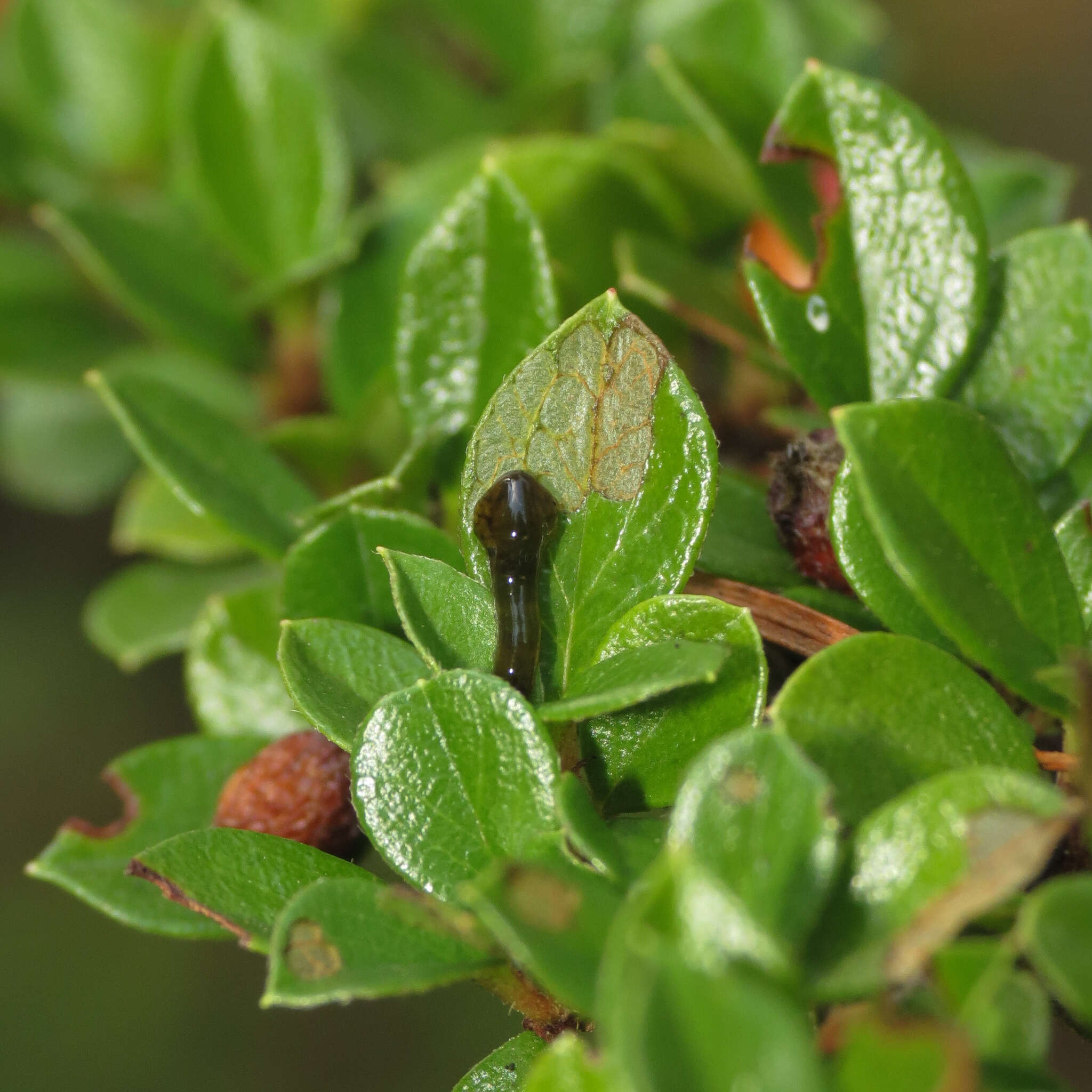 Image of Cherry slug