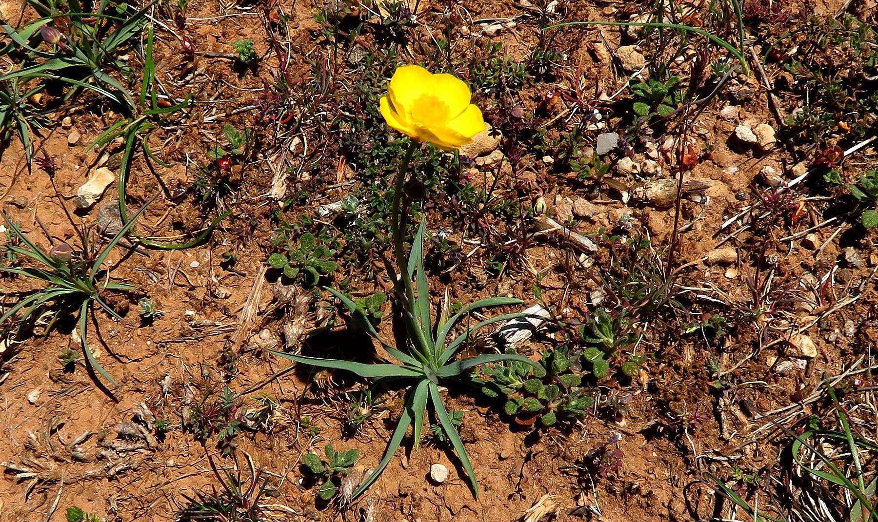 Image of Ranunculus gramineus L.