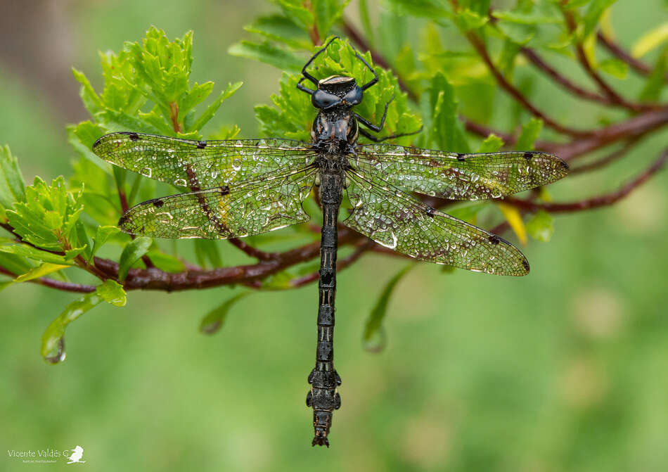 Image de Phyllopetalia pudu Dunkle 1985