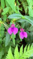 Image of Impatiens oppositifolia L.