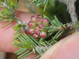 Image of Melaleuca jonesii Craven & R. D. Edwards