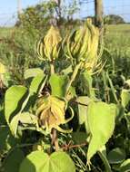 Imagem de Hibiscus moscheutos subsp. lasiocarpos (Cav.) O. J. Blanch.