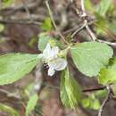 Plancia ëd Crataegus alabamensis Beadle