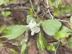 Imagem de Crataegus alabamensis Beadle