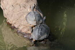 Image of Indian Roofed Turtle