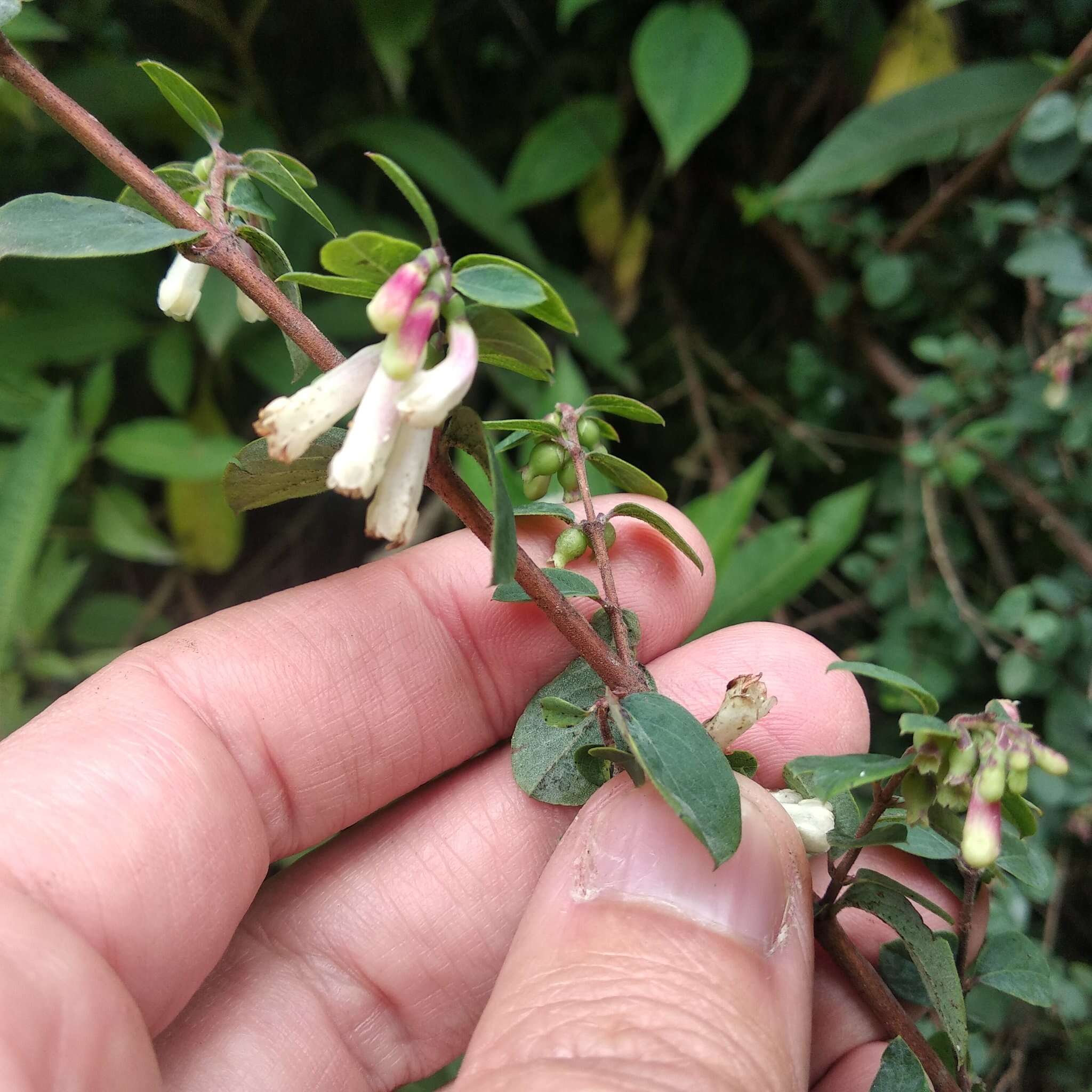 Image of pink snowberry