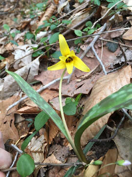 Imagem de Erythronium americanum subsp. americanum