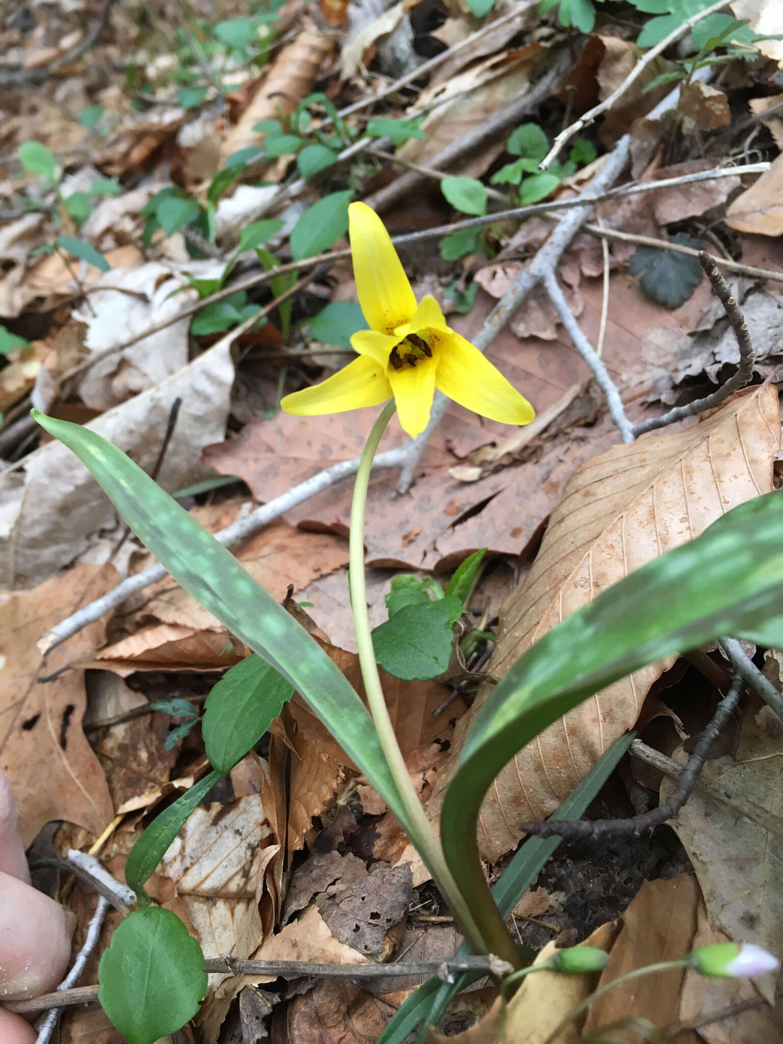 Image of dogtooth violet