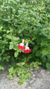 Salvia microphylla var. microphylla resmi