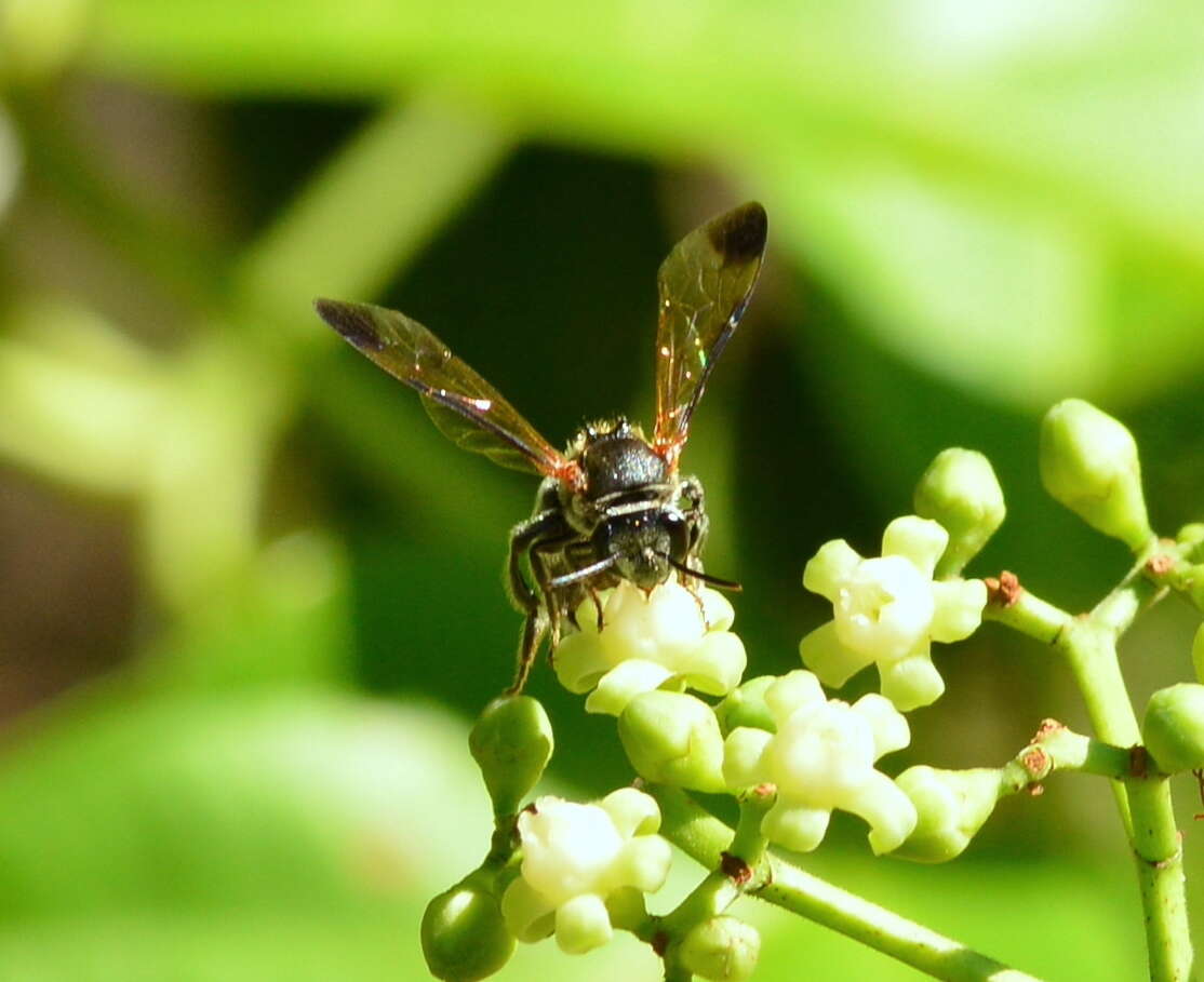 Nomia fuscipennis Smith 1875的圖片