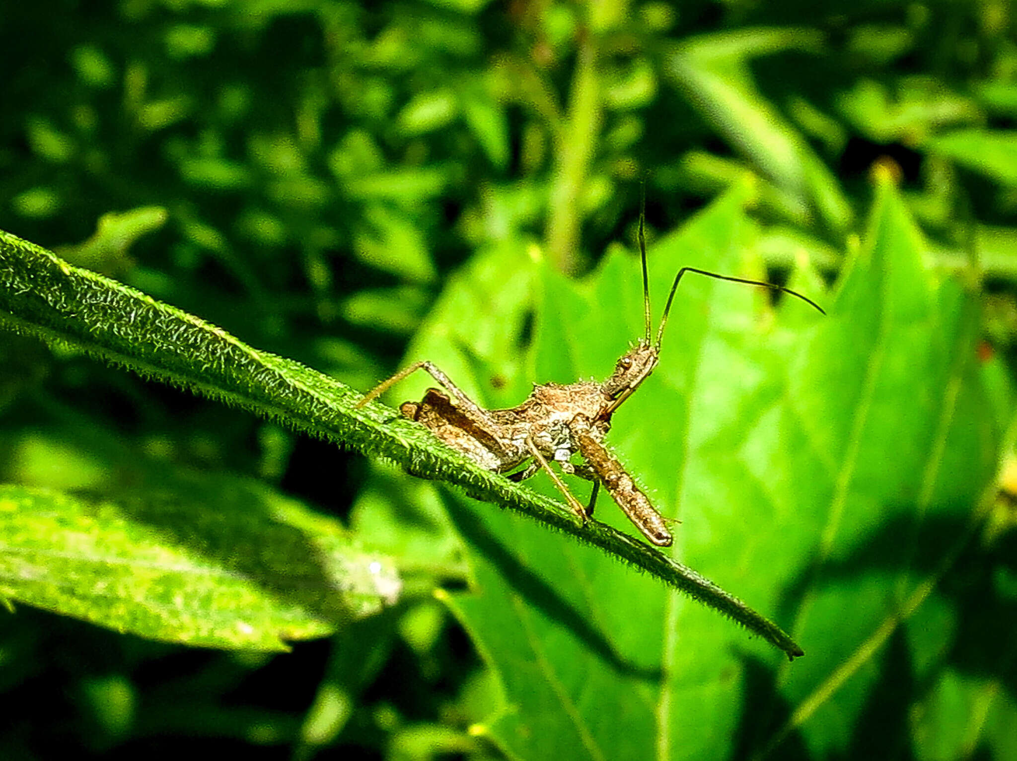 Image of Spined Assassin Bug