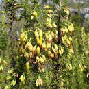 Image of Erica coccinea L.