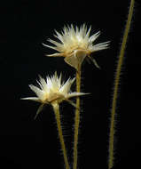 Image de Eriocaulon stellulatum Körn.