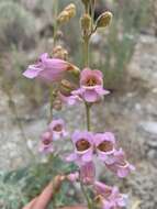 Image of Panamint beardtongue