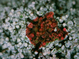 Image of Yasuda's crabseye lichen