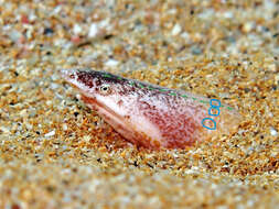 Image of European Finless Eel