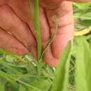 Image of primroseleaf horseweed