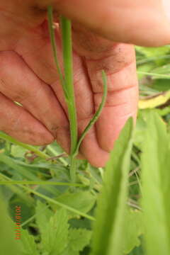 Image of primroseleaf horseweed