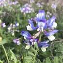 Sivun Astragalus nuttallianus var. macilentus (Small) Barneby kuva