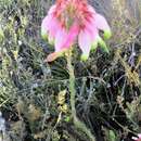 Image of Erica fascicularis var. imperialis (Andr.) H. Bol.