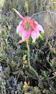 Image of Erica fascicularis var. imperialis (Andr.) H. Bol.