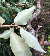 Imagem de Croton insularis Baill.