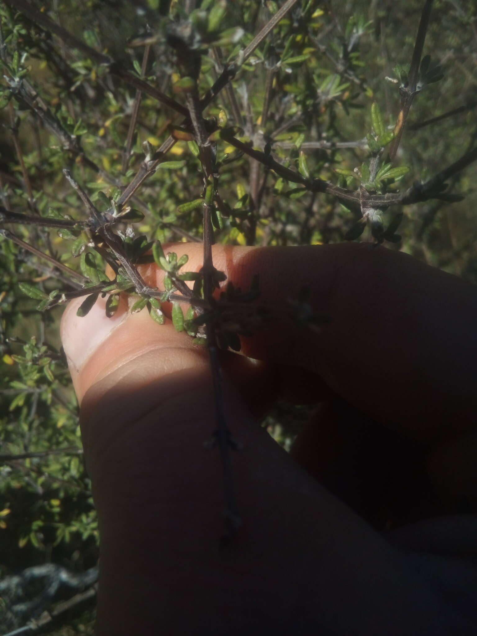 Image of Olearia bullata H. D. Wilson & P. J. Garnock-Jones