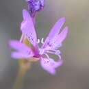 Plancia ëd Clarkia biloba subsp. biloba