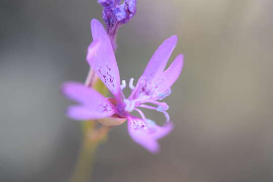 Plancia ëd Clarkia biloba subsp. biloba