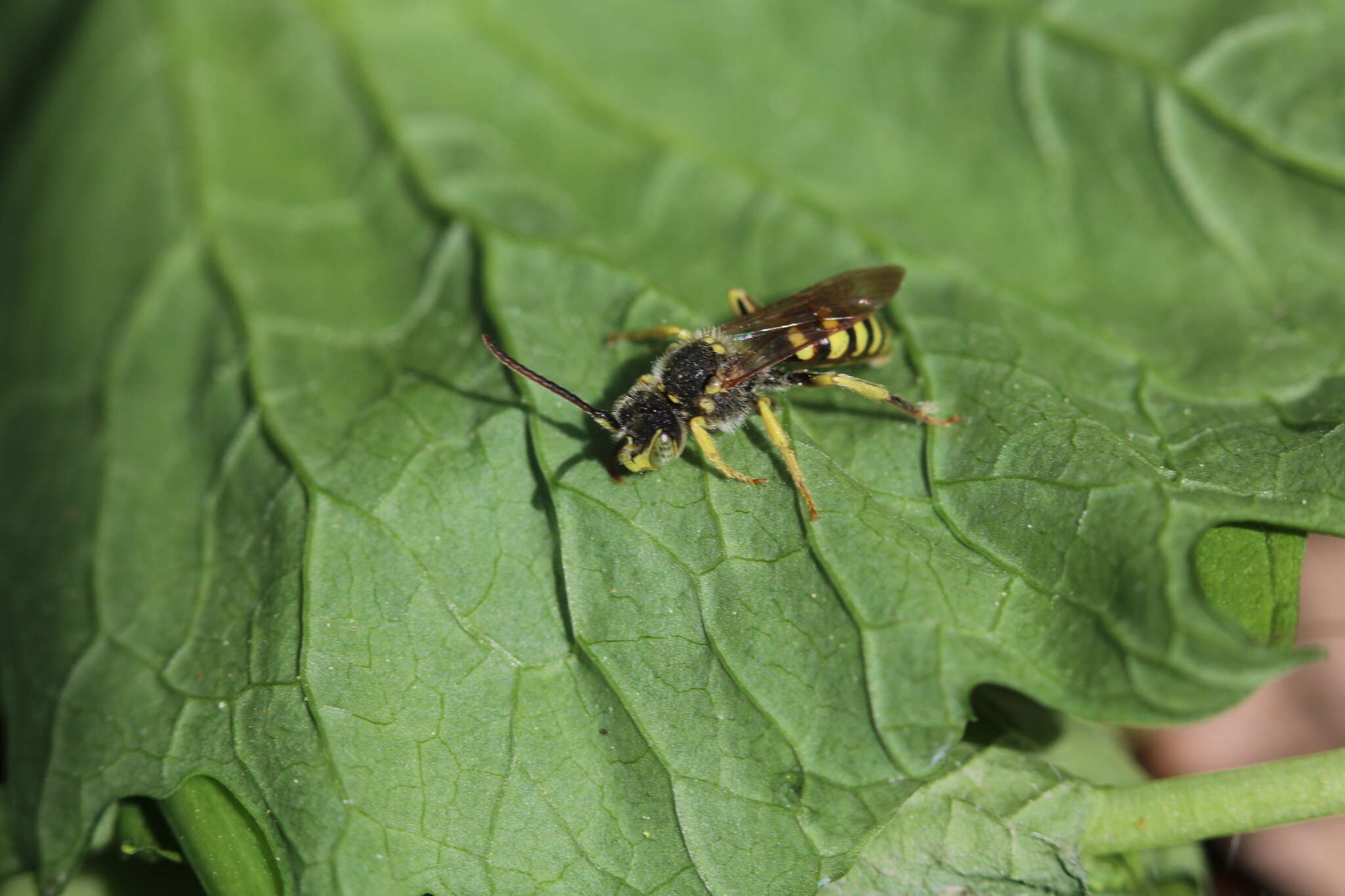 Слика од Nomada luteoloides Robertson 1895